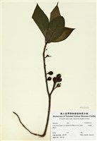 藏品(牛乳榕)的圖片